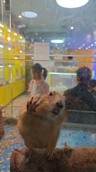 -神奇动物撸宠馆·羊驼·小浣熊·异宠(豫园店)