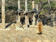 -大连森林动物园