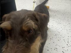 -瑞派康怡24h宠物医院·犬猫医疗中心·微创绝育(瑞景分院)