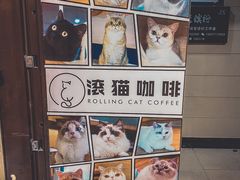 -滚猫咖啡·猫咖·猫友好撸猫(未来城店)