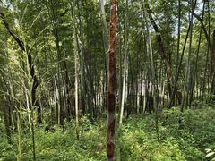 -上海佘山国家森林公园天马山园