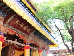 -塔尔寺-菩提树