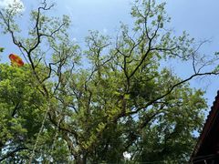 -武夷山风景名胜区-玉女峰