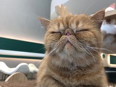 -飞行喵MR PILOT|猫舍·猫咖(静安大融城店)
