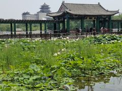 -莲花池公园