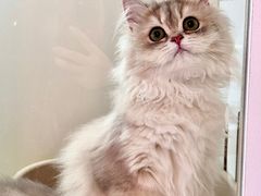 -青奢宠物·青奢猫舍