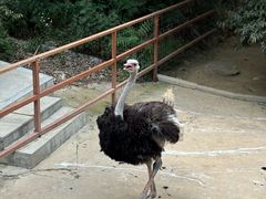 -栾川竹海野生动物园