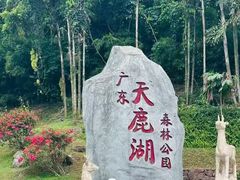 -天鹿湖森林公园
