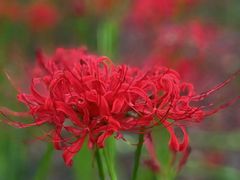 -白塘生态植物园