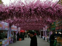 -南汇桃花村