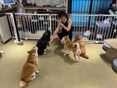 -逗柴咖啡屋·狗咖猫咖宠物桌游