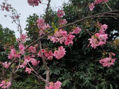 -狐尾山公园