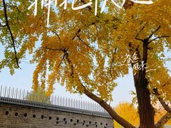 -三里屯东五街银杏大道