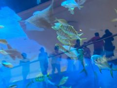 -迪拜水族馆及水下动物园