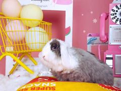 -超宠爱宠物摄影-Super pet