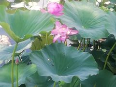 -长春市南湖公园