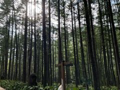 -洛阳白云山景区