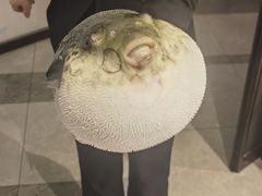 -鲐赏河豚(长寿店)