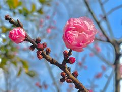 -梅花山(明孝陵内)