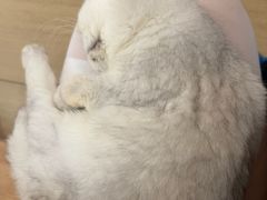 -是阿柴呀！柴犬咖啡·爱喵喵猫咖