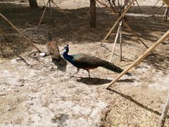 -新疆天山野生动物园