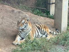 -大连森林动物园