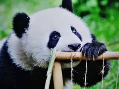-成都大熊猫繁育研究基地