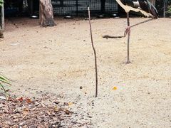 -费瑟代尔野生动物园