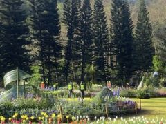 -深圳仙湖植物园