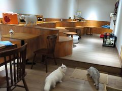 -有猫主题·治愈系猫咖(曾厝垵店)