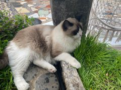 -喵屿·大理花园猫咖