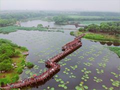 -荷塘月色湿地公园·向阳花洲