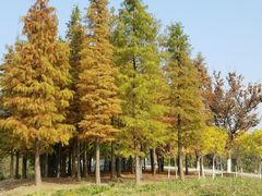 -梁鸿国家湿地公园