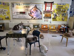 -平行世界·猫咖(首经贸店)