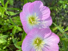 -上海吴淞炮台湾国家湿地公园