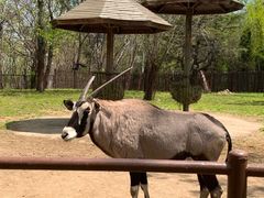 -大连森林动物园