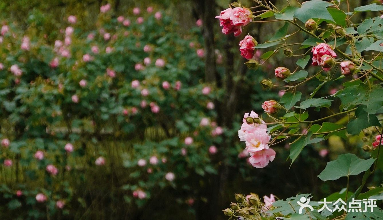 杭城秋日🍂赏桂好去处｜有个神仙村落桂花开啦💓