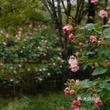 杭城秋日🍂赏桂好去处｜有个神仙村落桂花开啦💓