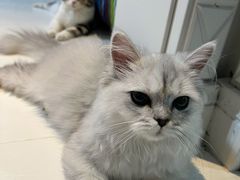 -猫大福·Fortune Cat猫舍(百子湾店)