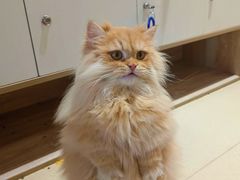 -藏猫猫咖啡主题馆(中央大道店)