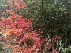 -宜兴龙背山森林公园