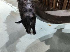 -萌宠奇缘(荣鼎店)