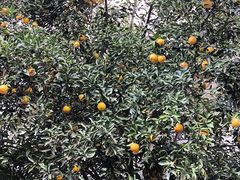 -浙江越秀外国语学院