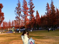 -黄海国家森林公园