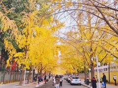 -三里屯东五街银杏大道