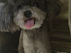 -佳雯宠物医院·皮肤科·内外科(春晓路分院)