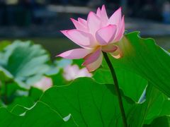 -荔湾湖公园