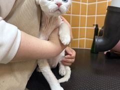 -70cat德文卷毛猫·缅因猫纯种猫舍