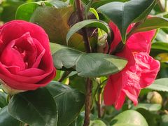 -深圳国际园林花卉博览园