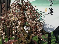 -香雪海